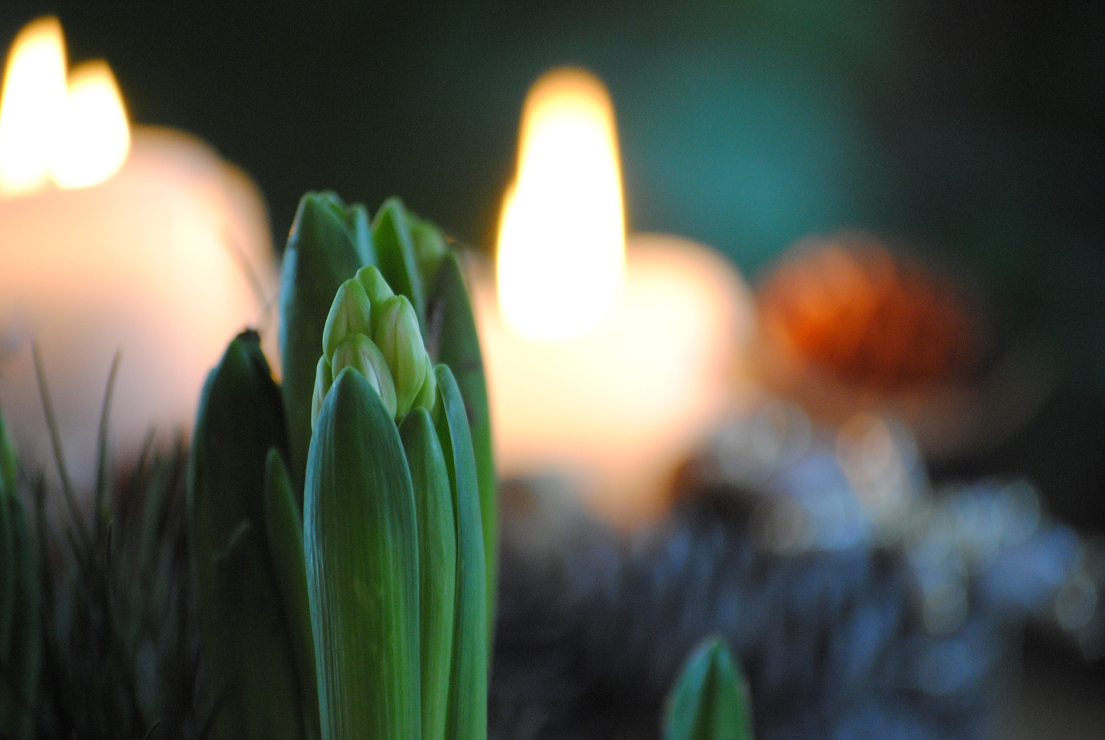 Der Frühling kündigt sich bereits kurz nach Weihnachten an