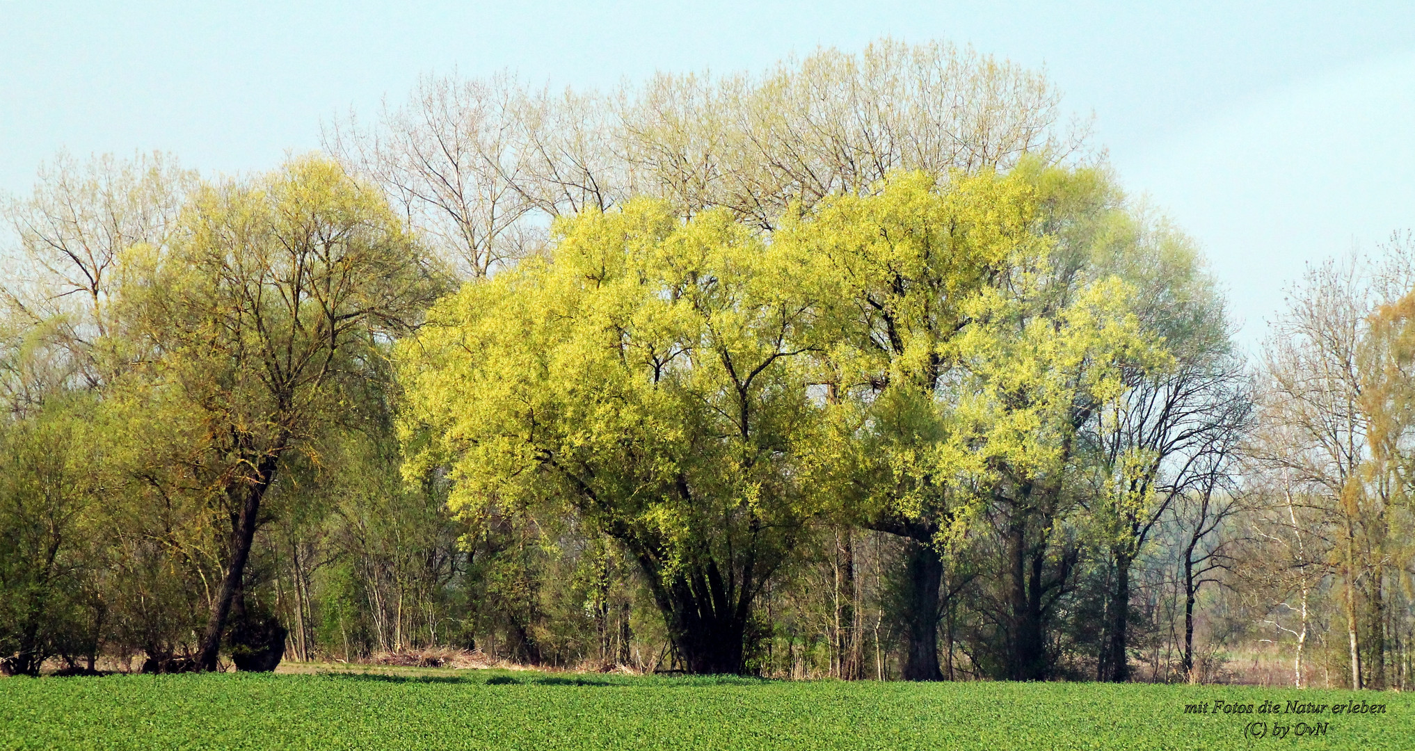 Der Frühling küsst die Bäume