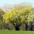 Der Frühling küsst die Bäume