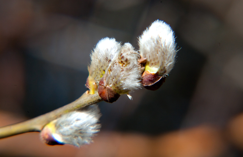 Der Frühling kütt (4)