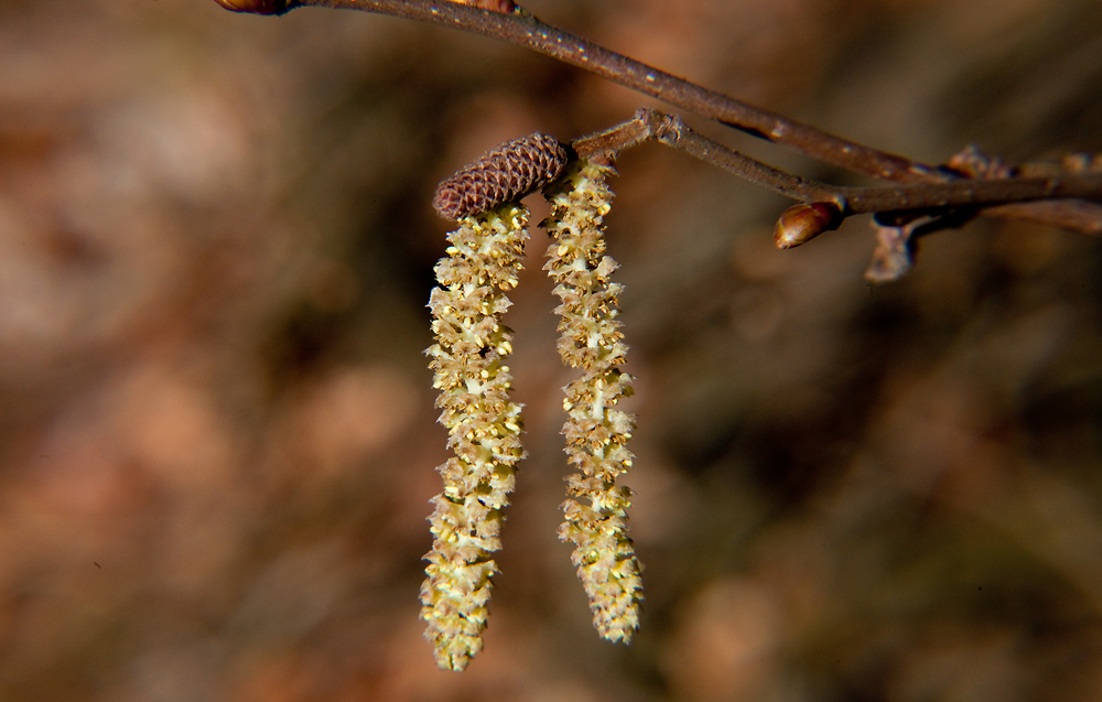 Der Frühling kütt (5)