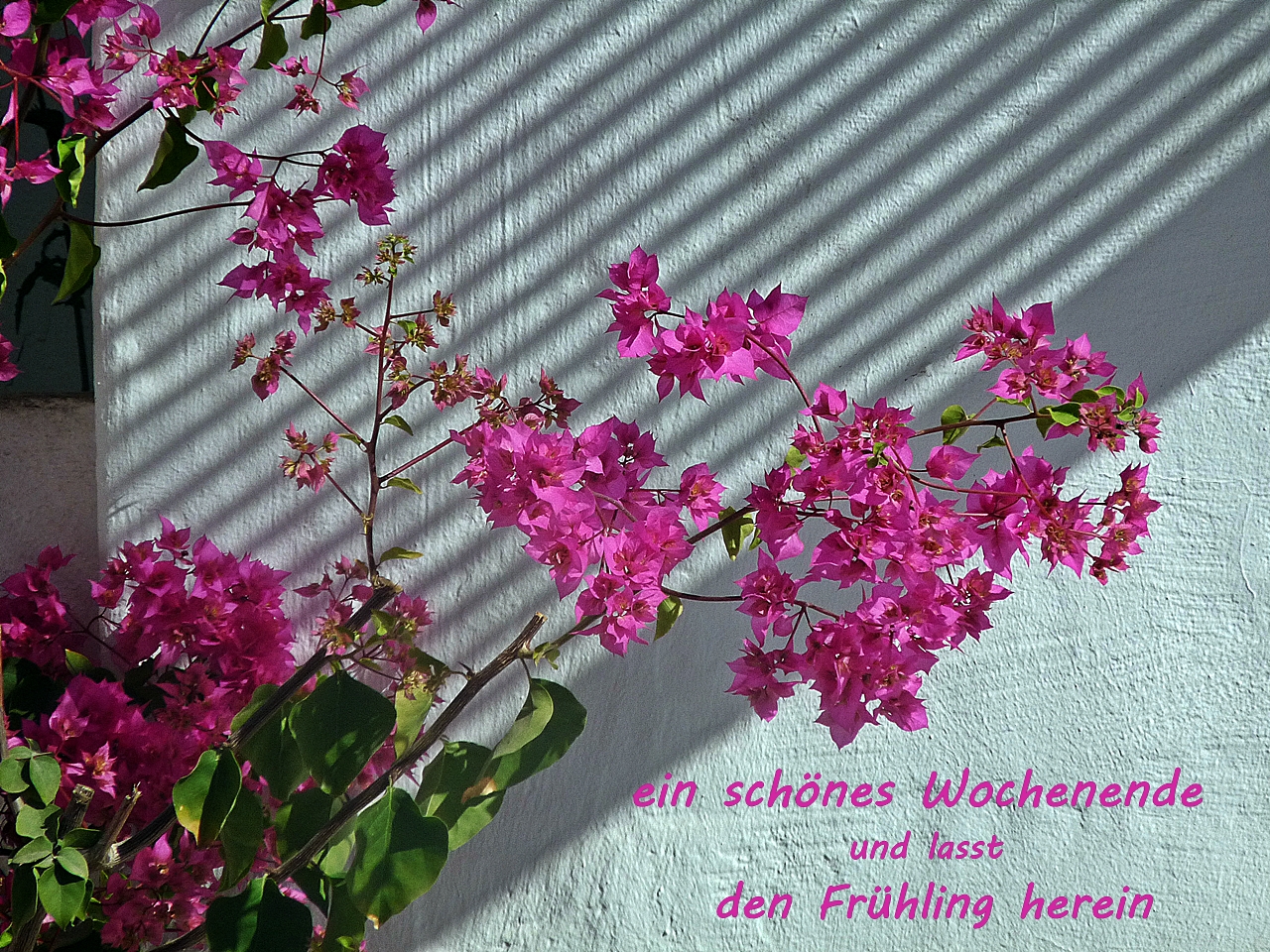 der Frühling lacht in Pink....:-))