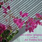 der Frühling lacht in Pink....:-))