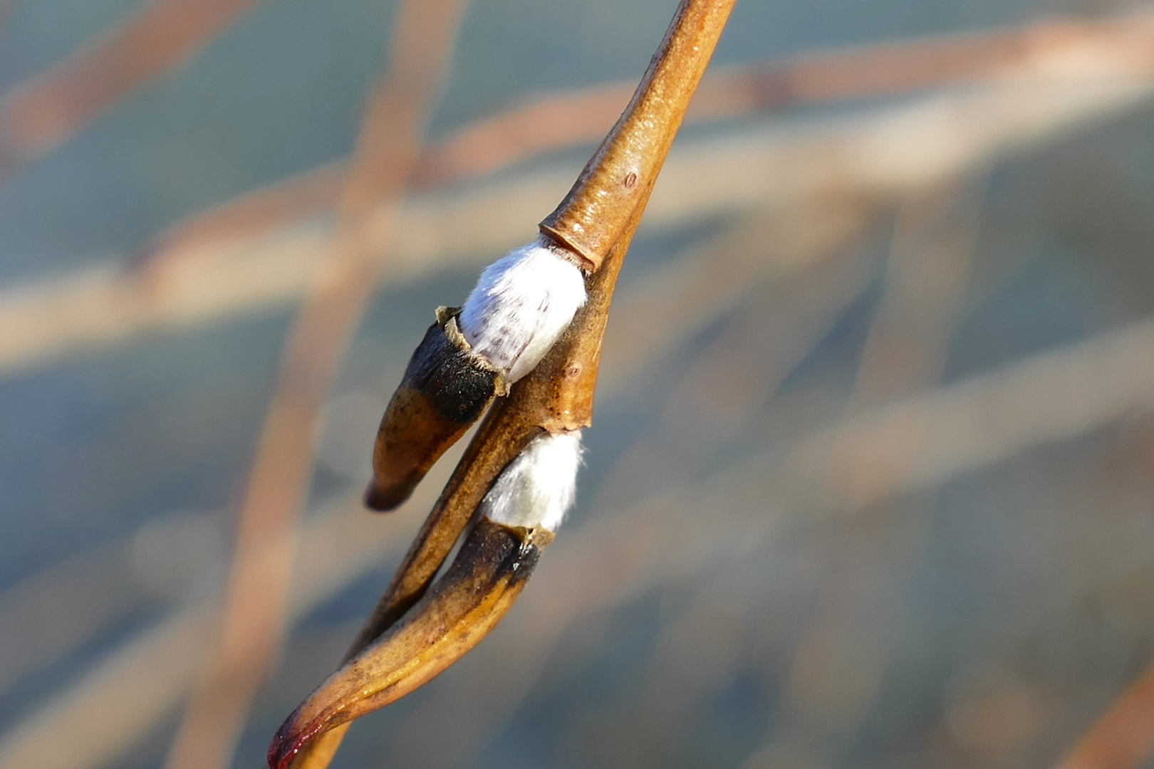 der Frühling lächelt