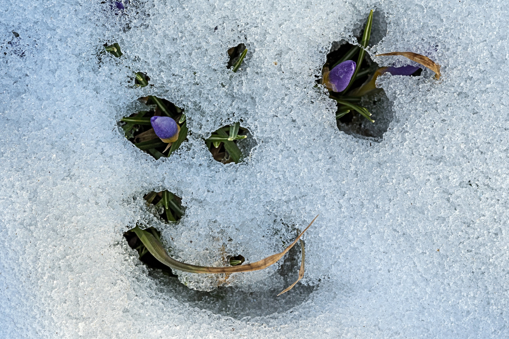 der Frühling lächelt mich an