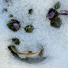 der Frühling lächelt mich an