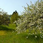 der Frühling lässt alles sprießen