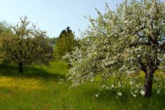 der Frühling lässt alles sprießen