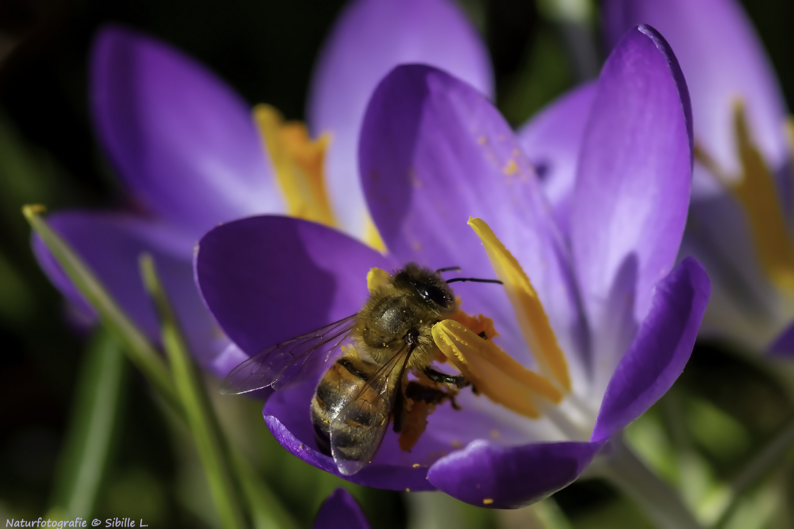 Der Frühling läßt auf sich warten