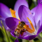 Der Frühling läßt auf sich warten