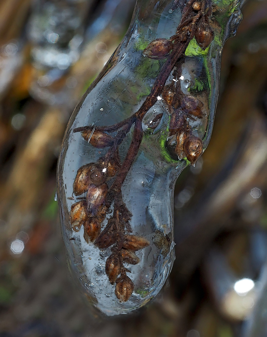 Der Frühling lässt das Eis schmelzen und schenkt neues Leben! - Le printemps réveillera la nature...