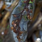 Der Frühling lässt das Eis schmelzen und schenkt neues Leben! - Le printemps réveillera la nature...