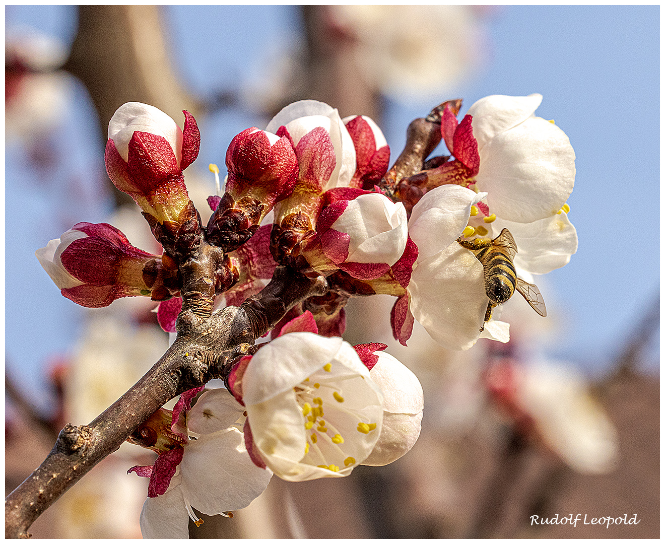 Der Frühling läßt die Natur erblühen 