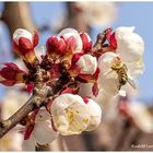 Der Frühling läßt die Natur erblühen 