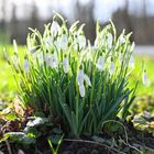 Der Frühling lässt grüßen!