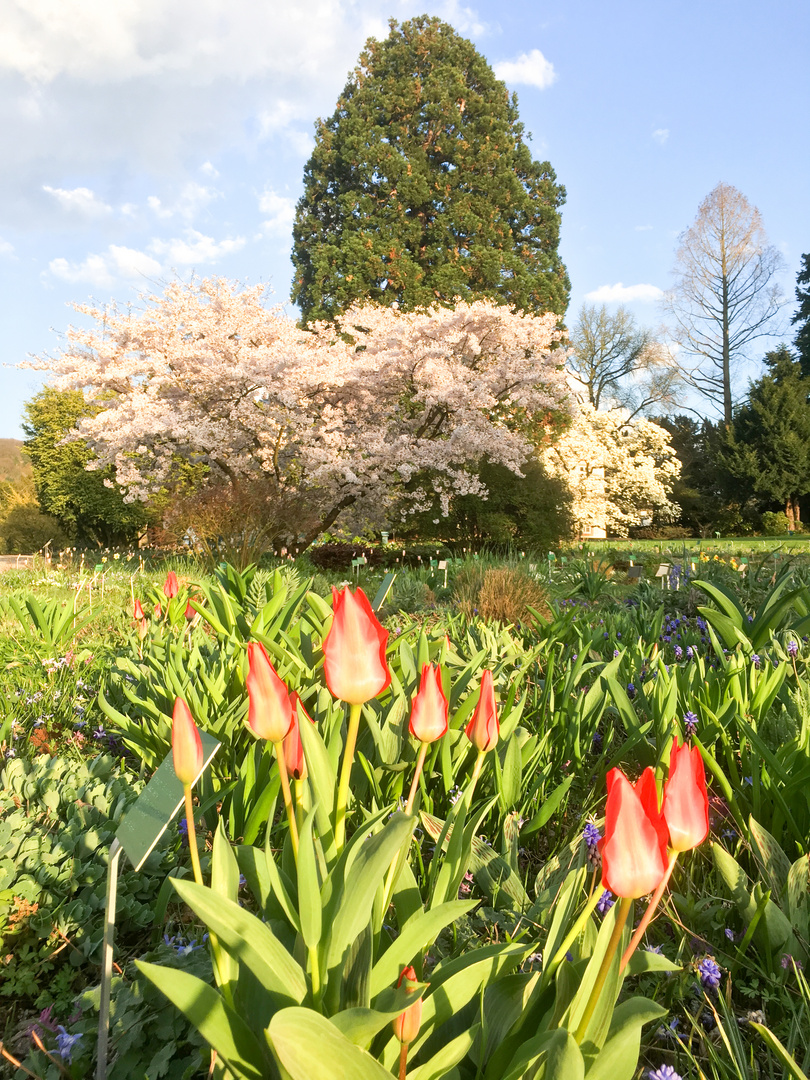 der Frühling lässt grüßen ... 