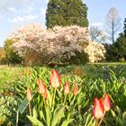 der Frühling lässt grüßen ... 