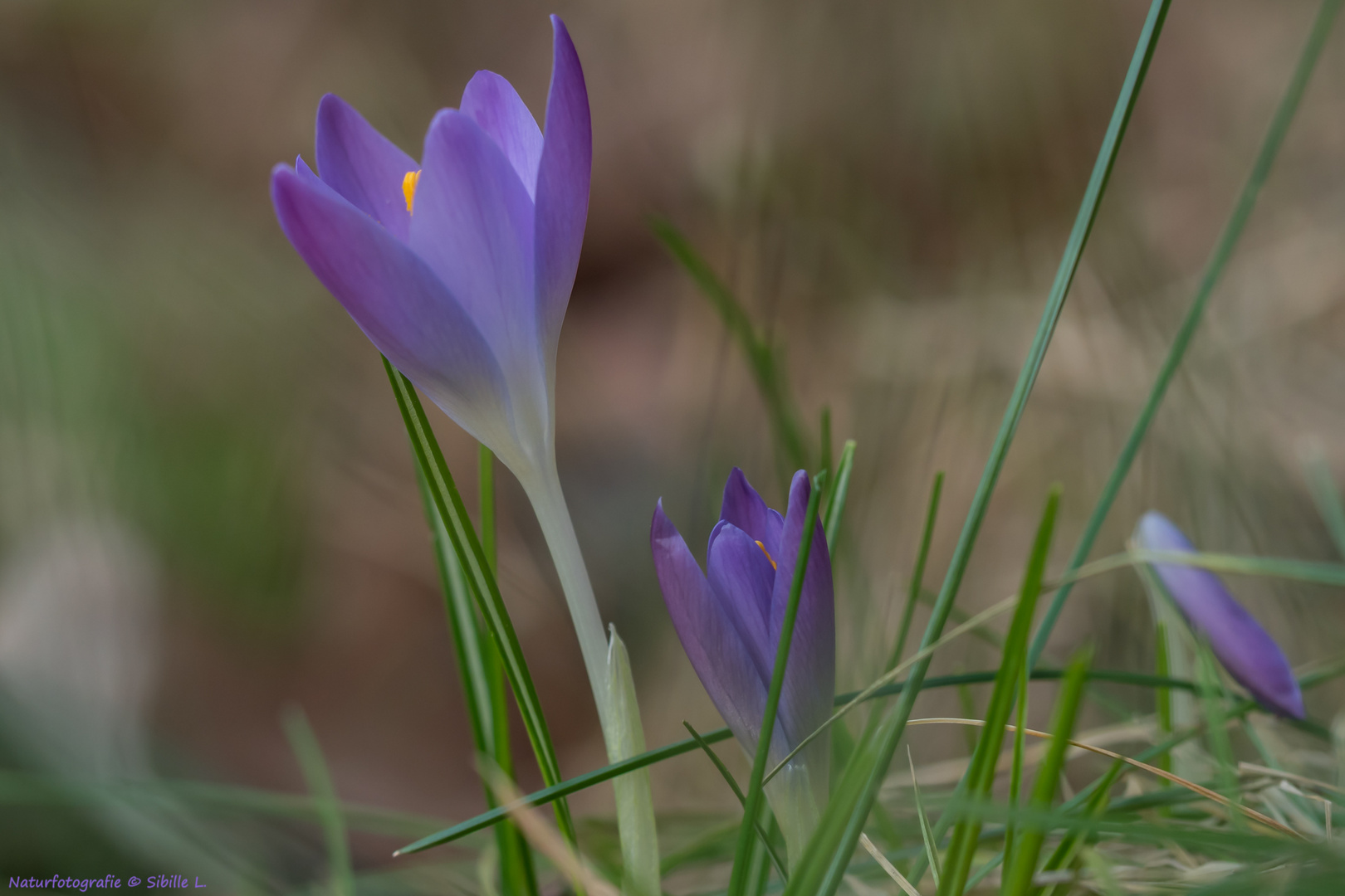 Der Frühling läßt grüßen