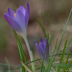 Der Frühling läßt grüßen