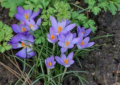 Der Frühling lässt grüßen