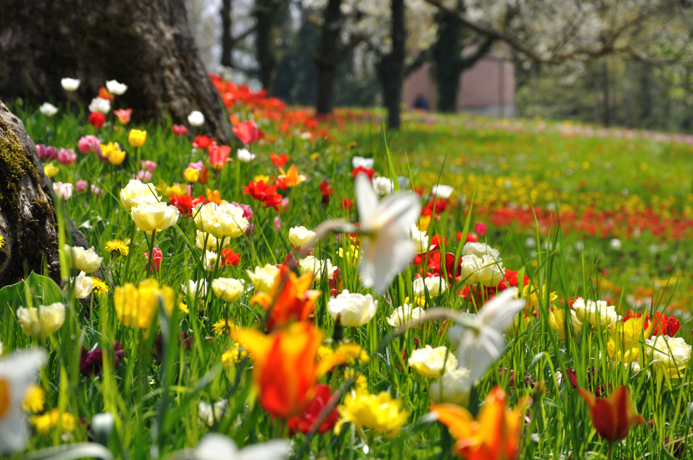 Der Frühling lässt grüssen