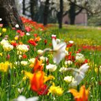 Der Frühling lässt grüssen