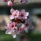 " Der Frühling lässt grüßen "