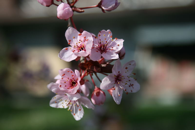 " Der Frühling lässt grüßen "