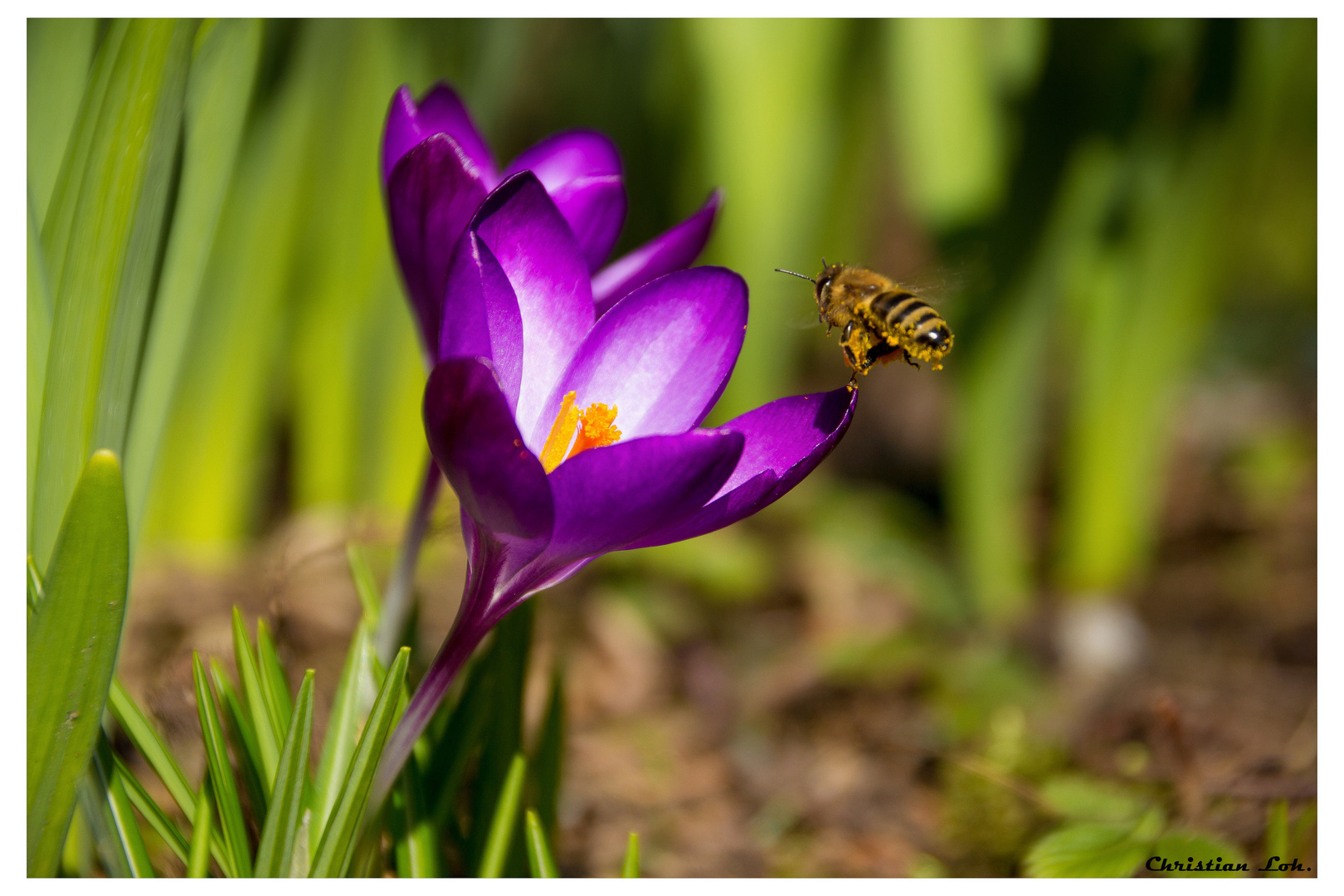 der Frühling lässt grüssen