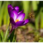 der Frühling lässt grüssen