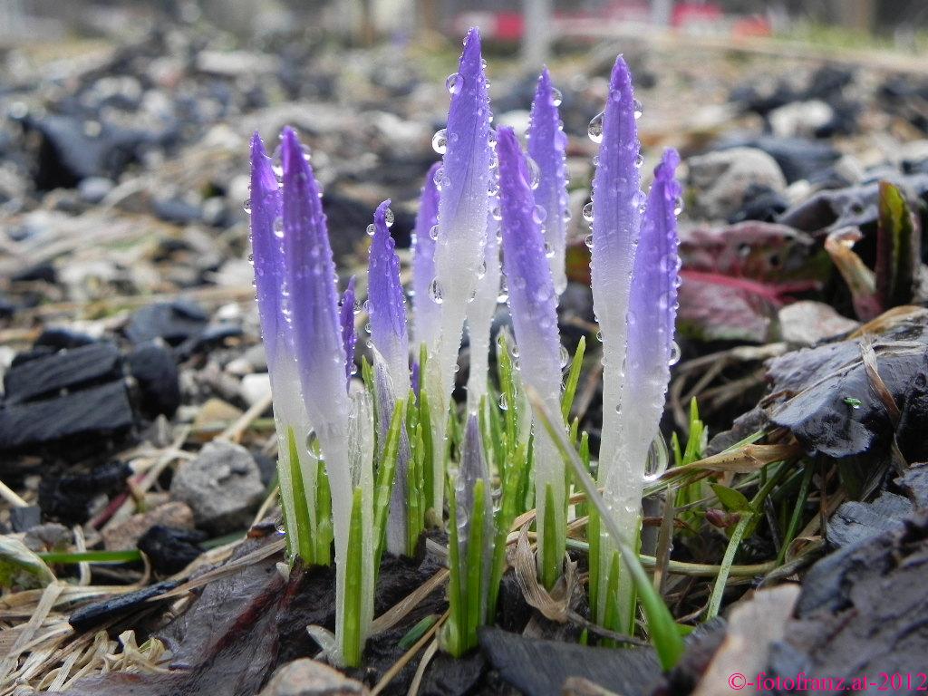 Der Frühling lässt grüßen