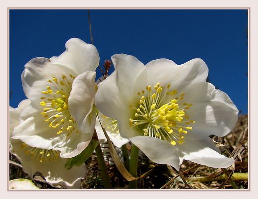 Der Frühling läßt grüßen