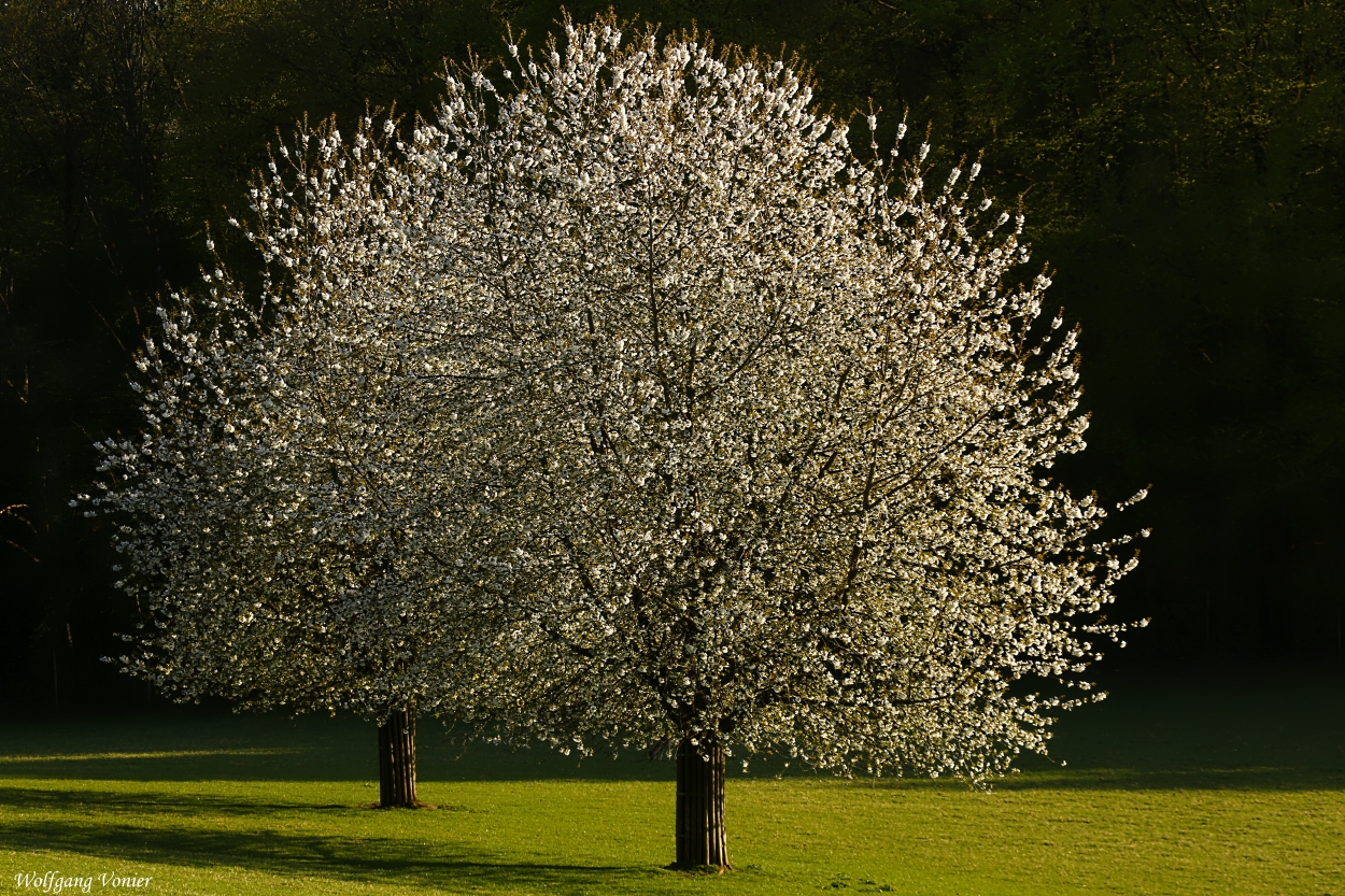 Der Frühling läßt grüßen