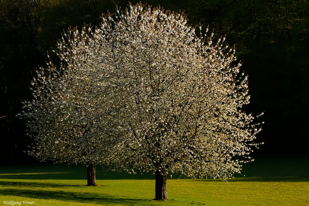 Der Frühling läßt grüßen