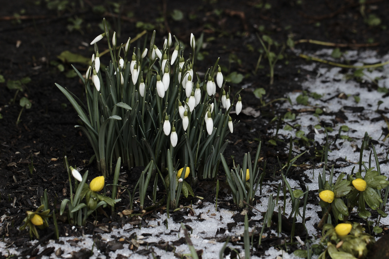 der Frühling lässt grüßen... 