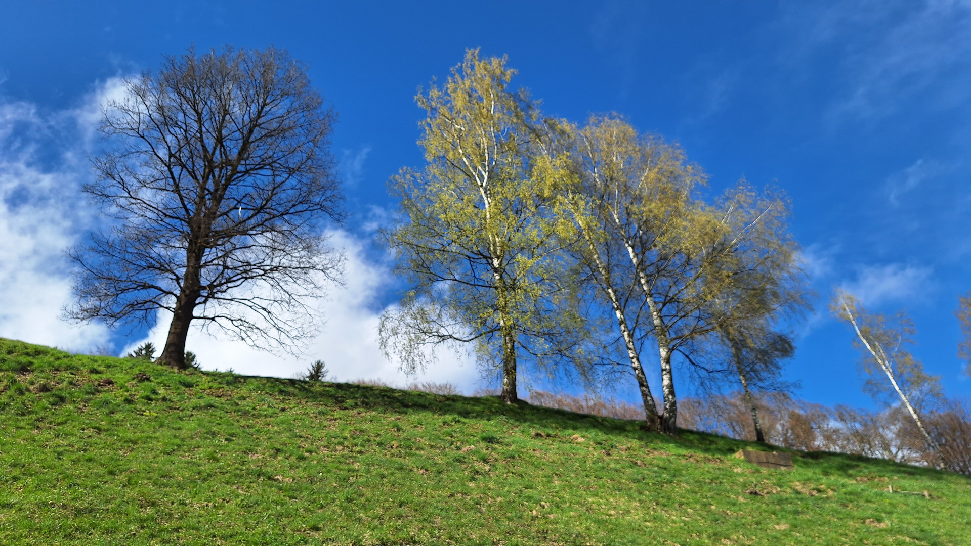 Der Frühling lässt grüßen!