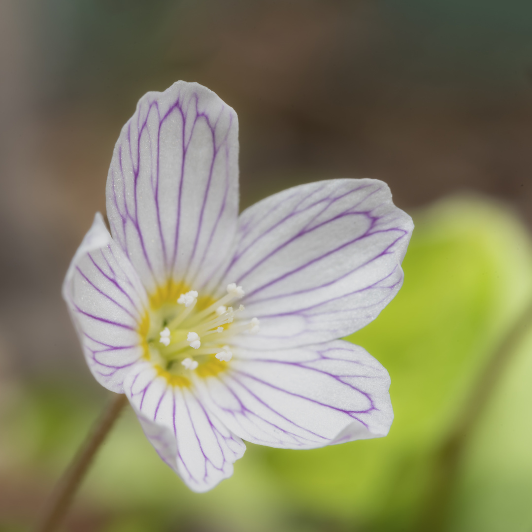 der Frühling läßt grüßen :-)