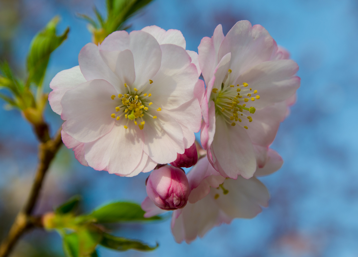 Der Frühling lässt grüßen...