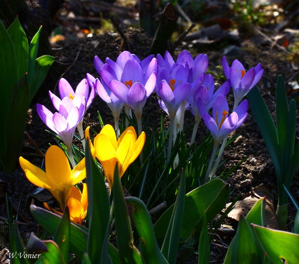 Der Frühling läßt grüßen