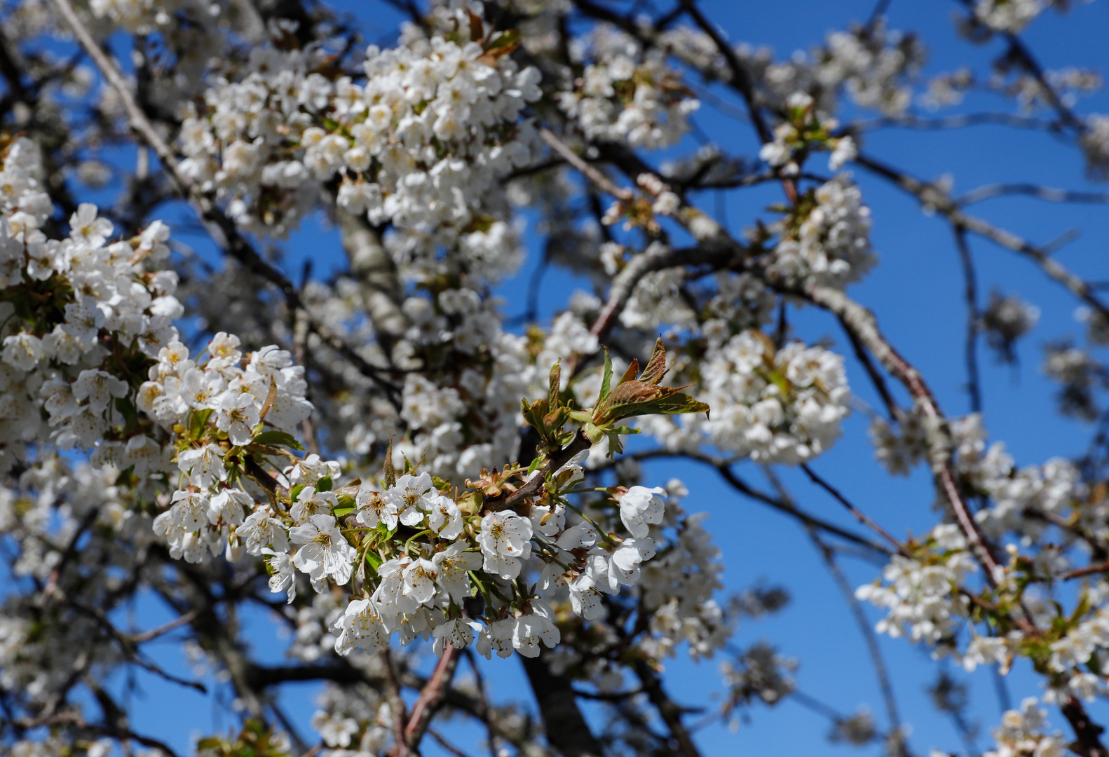 Der Frühling läßt grüßen