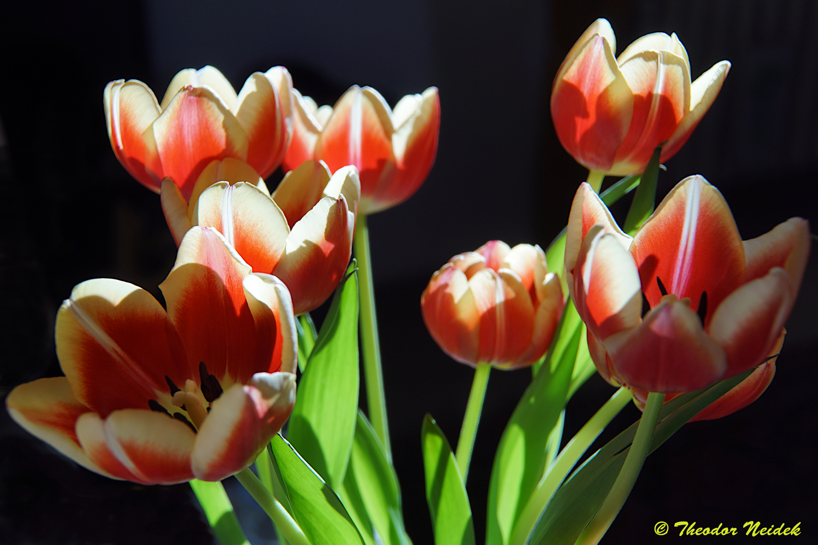 Der Frühling lässt grüßen...