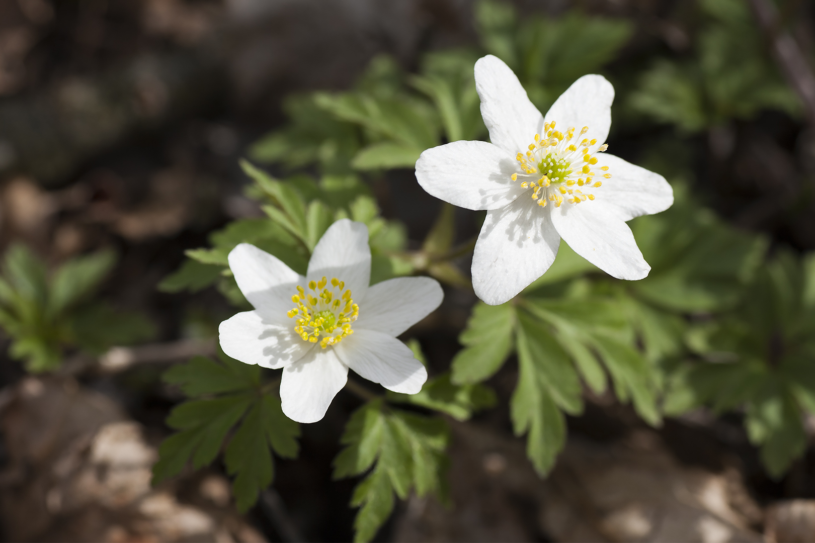 Der Frühling lässt grüßen