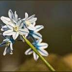 ... Der Frühling lässt grüßen...