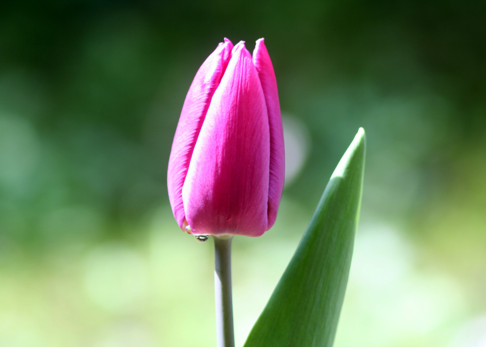 Der Frühling lässt grüßen...