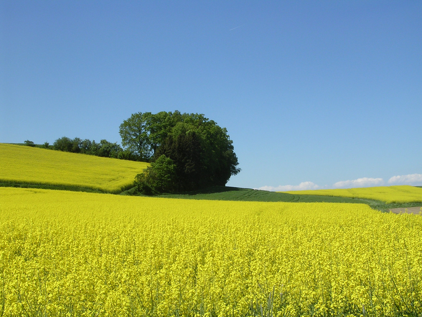 Der Frühling läßt grüßen