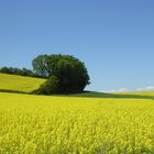 Der Frühling läßt grüßen