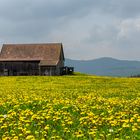 Der Frühling lässt grüßen. 