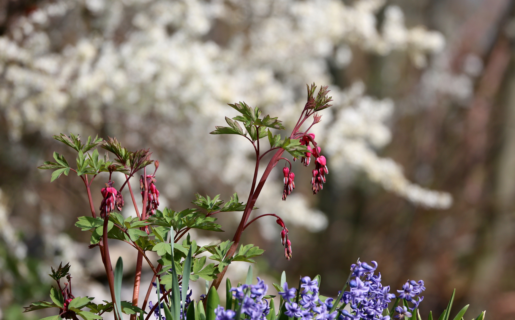 der Frühling lässt grüssen