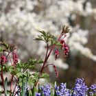 der Frühling lässt grüssen