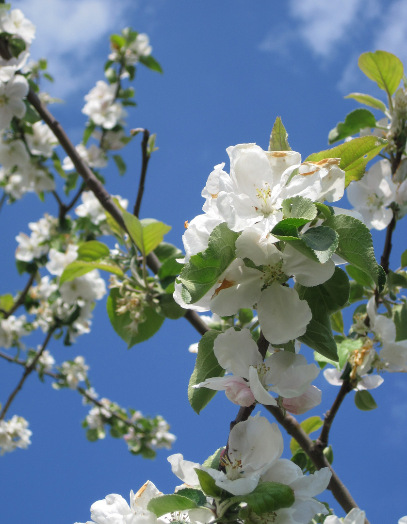 Der Frühling lässt grüssen